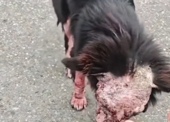 H0503166 A critical moment for survival