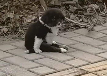 H0503167 Its body needed immediate care