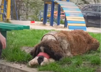 H0503168 Another fragile life on the line