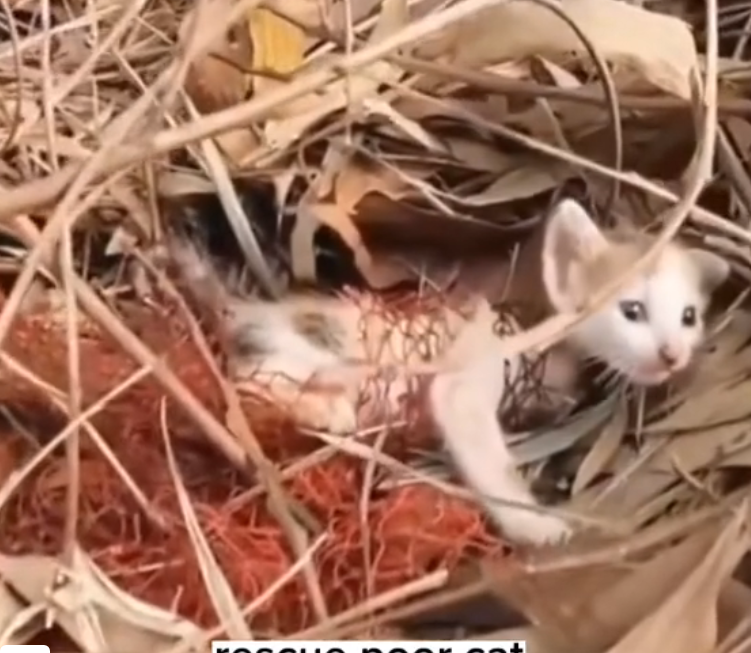 H0503170 Barely clinging to strength