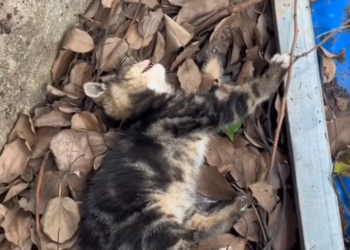 H0503172 The risk of losing it was real