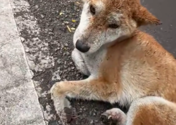 H0503173_Rescue an abandoned dog then #animals