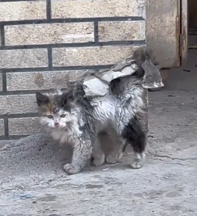 H0503174 Another story nearly lost