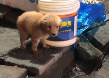 H2802031 Another fragile story nearly ended