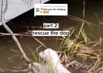 H0503175 A quiet presence in danger