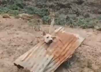 H0503176_Watch till end if you love animals