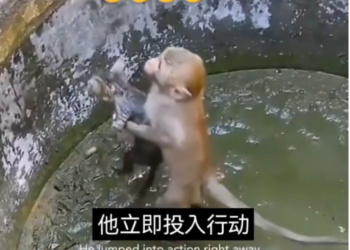 H0503177_What do you think about monkey, please leave