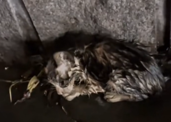 H0503178 The condition required urgent action