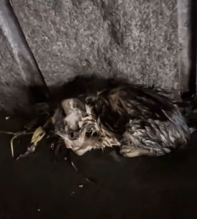 H0503178 The condition required urgent action