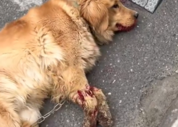 H0503181 Barely managing to survive