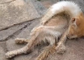 H0503183 The situation had become serious