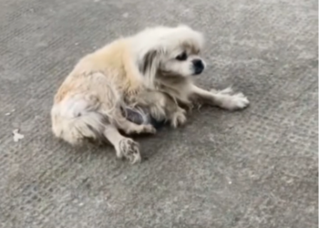 H0503184 Another life needing compassion