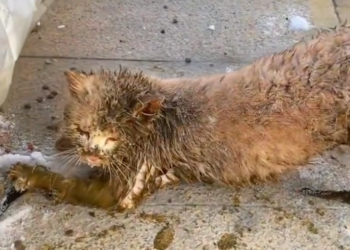 H0503185 It had been alone too long