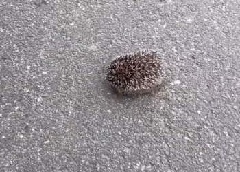 H2802033_found baby hedgehog saved it #hedgehog