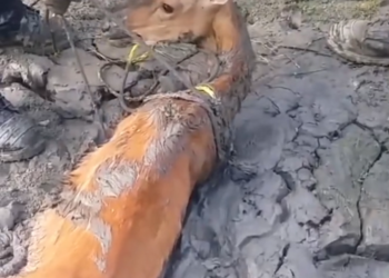 H0503187_Rescue deer trapped in swamp then #rescue