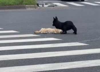 H0503188_adopted sad dog who lost his companion