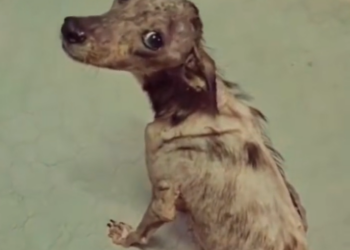 H0503111 Another life overlooked for too long