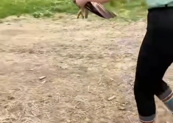 H0903021_kind woman rescued drowning hawk then some