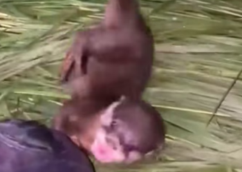 N0104005_Girl found lost baby otter in her backyard