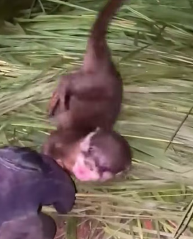 N0104005_Girl found lost baby otter in her backyard