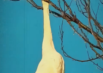 N0404007_Rescue teams helped him after call