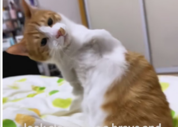 N1104001_#cat #foryou #tiktokcat #fyp