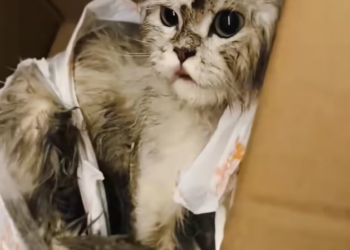 N0104011_stray kitty is already very pitiful, but human