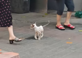 N0204001_A kind-hearted girl rescued a lame kitten from the street, took her home and raised her, and then