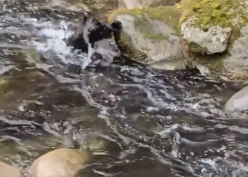 N0204002_little bear accidentally fell into water,