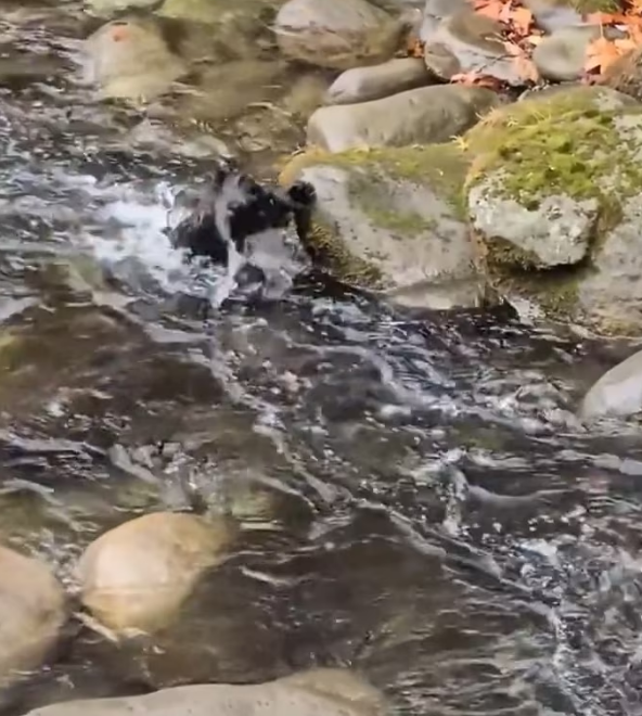 N0204002_little bear accidentally fell into water,