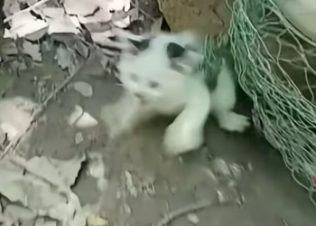 N0104003_cat was trapped in net, kind person want