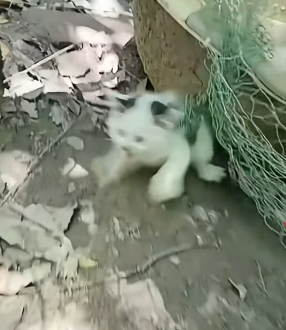 N0104003_cat was trapped in net, kind person want