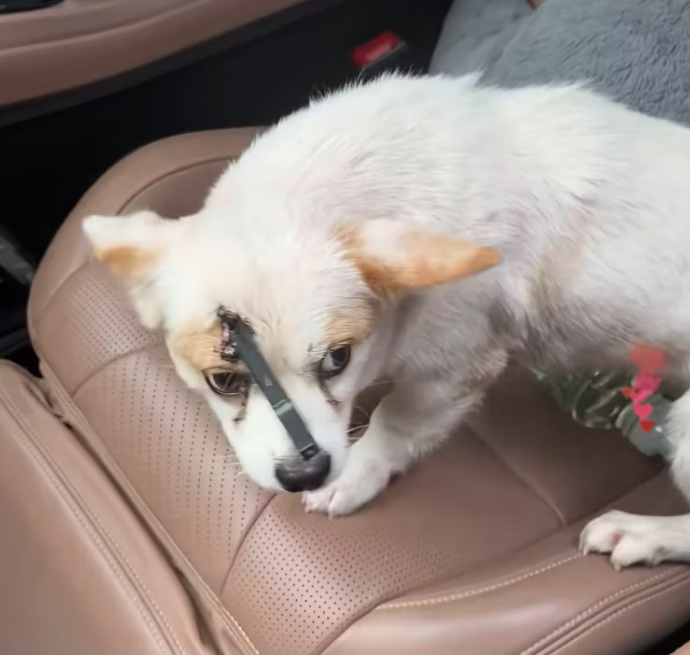 N0204004_Rescue little dog who was shot in head unt