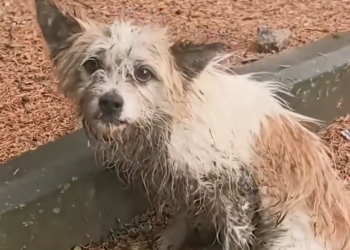 N0204005_Rescue an injured dog take her home to adopt