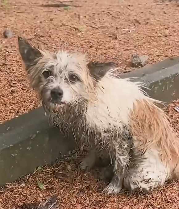 N0204005_Rescue an injured dog take her home to adopt