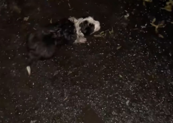 N0104002_baby dog was abandoned by someone next to tras