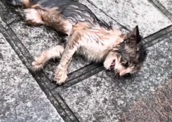 N0204006_Rescue injured kitten on roadside brin