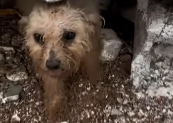 N0204007_My heart is about to break when meet stray pup