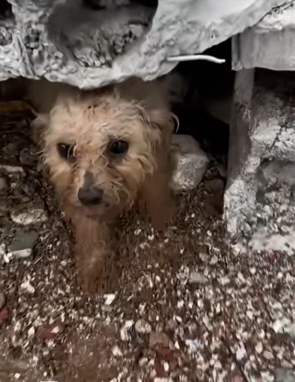 N0204007_My heart is about to break when meet stray pup