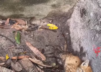 N0204009_poor stray cat shouted in despair in