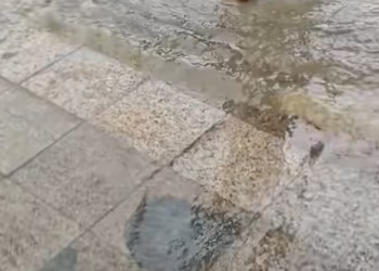 N0204010_poor kitten just experienced heavy rain,