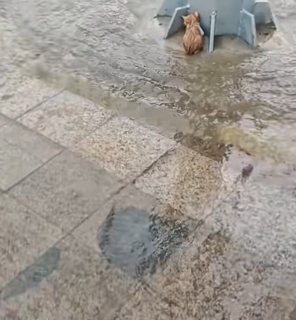 N0204010_poor kitten just experienced heavy rain,