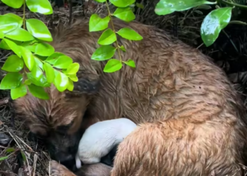 N0204011_stray dog mother gave birth to child in