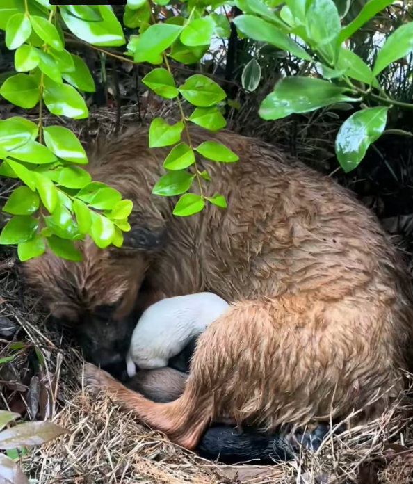 N0204011_stray dog mother gave birth to child in
