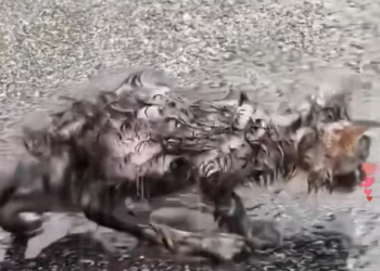 N0204013_poor little cat was abandoned in rain, but