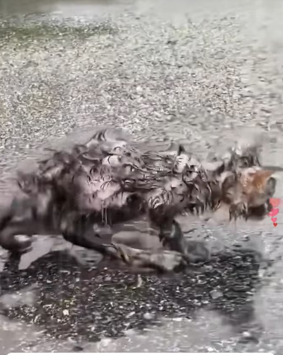 N0204013_poor little cat was abandoned in rain, but