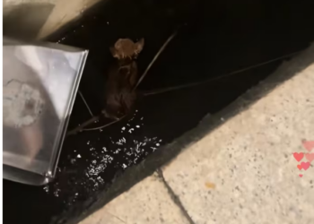 N0204014_On my way home encountered cat had fallen