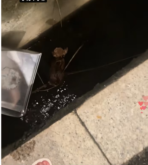 N0204014_On my way home encountered cat had fallen