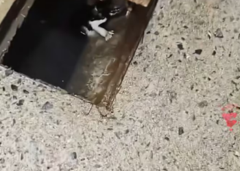 N0204015_little car fell into sewage pipe kind