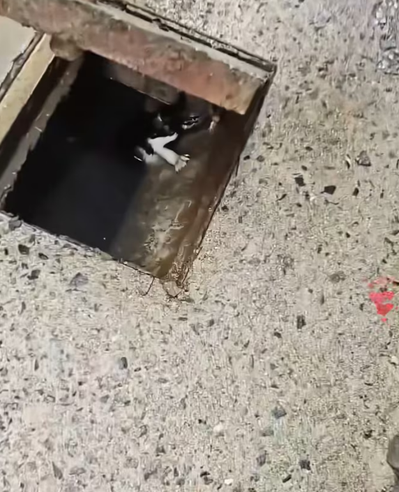 N0204015_little car fell into sewage pipe kind